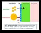 Moleküler Beslenme Gıdanın Size Nasıl Dönüştüğünün Bilimi